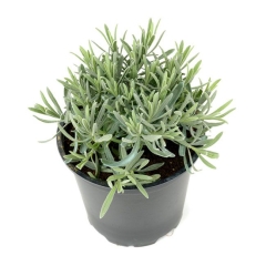 Lawenda bylinowa 25 cm doniczka 14 cm