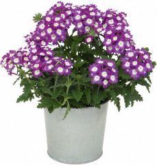 Werbena Verve mix doniczka 13 cm wysokość 22 cm