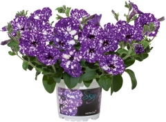 Petunia Verve night sky doniczka 13 cm wysokość 22 cm