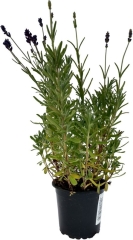 Lawenda fioletowa w doniczce P9