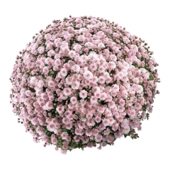 Chryzantema samokrzewiąca miska 21 cm
