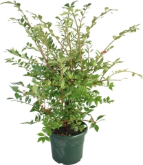 Trzmielina oskrzydlona Verve 50-70 cm