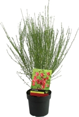 Szczodrzeniec Boskoop Ruby Verve 3 l