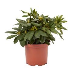 Różanecznik GoodHome fioletowy 5 l