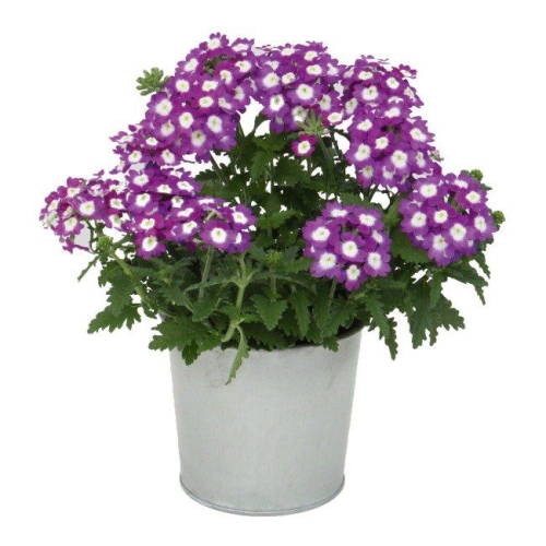 b7c8cf8c4f900c2ac4b3dd3b19b6f7c7