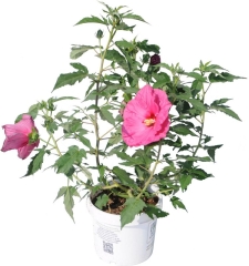 Hibiscus ogrodowy doniczka 5 l