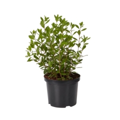 Azalia GoodHome biała 5 l