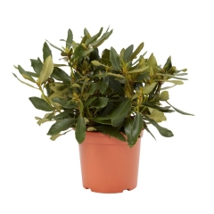 Różanecznik GoodHome czerwony 7,5 l