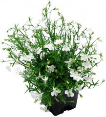 Lobelia 10,5 cm