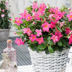 Sundaville Rio Pink 11 cm