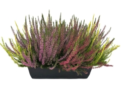 Wrzos doniczka 40 cm