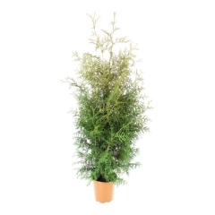 Thuja Brabant Verve 10 l