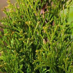 Thuja Żywotnik zachodni Smaragd 20 l