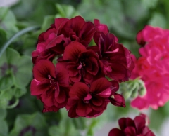 Pelargonia Peltatum Night 11 cm