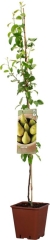 Grusza domowa Verve w donicy C10