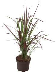 Imperata cylindryczna Red Baron 1 szt.