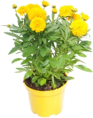 Nachyłek Coreopsis D17