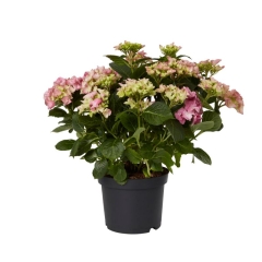 Hortensja GoodHome różowa 5 l