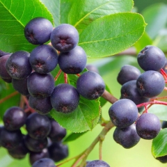 Aronia Verve doniczka C2
