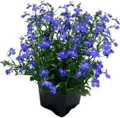 Lobelia Verve doniczka 10,5 cm wysokość 20 cm