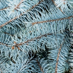 Świerk Blue Diamond Verve 5 l