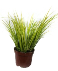 Trawa w doniczce 17 cm mix