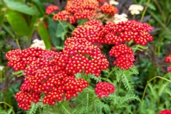 Krwawnik Paprika