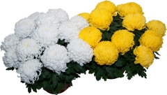 Chryzantema wielokwiatowa 21 cm