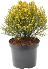Szczodrzeniec Allgold Verve 3 l