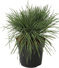Kostrzewa Popielata Verve 10,5 cm
