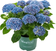 Hortensja Magical Revolution Verve 5 l