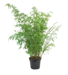 Bambus GoodHome 5 l