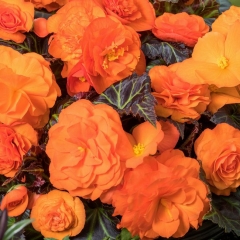 Begonia stojąca mix 17 cm