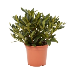 Różanecznik GoodHome biały 7,5 l