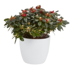 Azalia GoodHome 12 cm