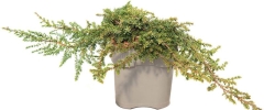 Jałowiec Green Carpet Verve 2 l