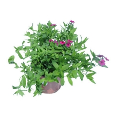 Phlox doniczka 17 cm