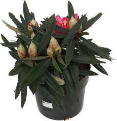 Różanecznik Rosa Perle Verve 7,5 l