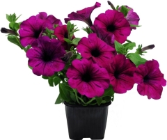 Petunia sadzonka 13 cm