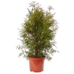 Thuja Brabant Verve 7,5 l