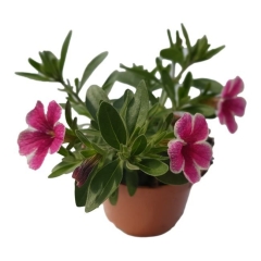Petunia mini 10,5 cm
