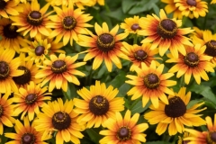 Rudbekia Big Smileyz Love Verve 3 l