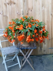 Begonia Trailing Grace 13 cm