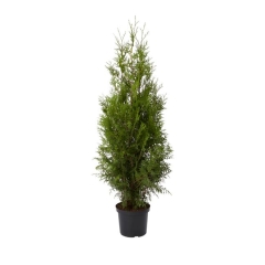 Thuja Brabant Verve 15 l