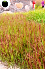 Imperata cylindryczna Red Baron