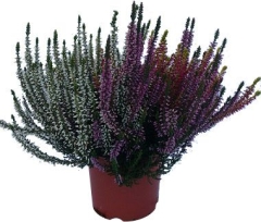 Wrzos Calluna Trio Girls P11