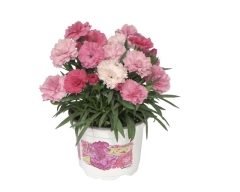 Goździk I Love You 11 cm