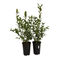Borówka Vaccinium C1,5