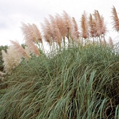 Trawa pampasowa Pumila 13 cm