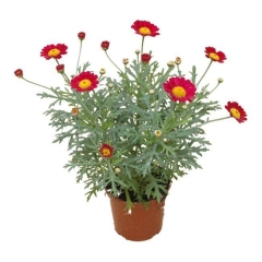 Margaretka Halo 13 cm